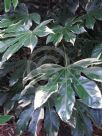 Fatsia japonica Variegata