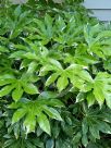 Fatsia japonica Variegata