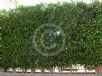 Ficus benjamina