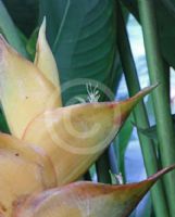 Heliconia caribaea