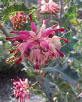 Grevillea insignis