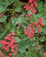 Heuchera sanguinea