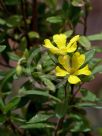 Hibbertia aspera