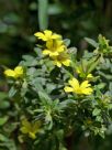 Hibbertia aspera