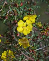 Hibbertia linearis