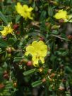 Hibbertia linearis