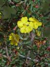 Hibbertia linearis