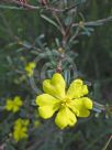 Hibbertia linearis