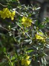 Hibbertia linearis