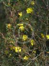 Hibbertia linearis