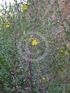 Hibbertia linearis