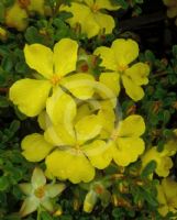 Hibbertia obtusifolia