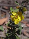 Hibbertia obtusifolia