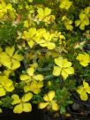 Hibbertia obtusifolia