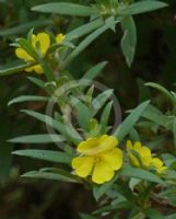 Hibbertia saligna