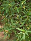 Hibbertia saligna
