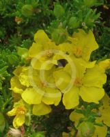 Hibbertia serpyllifolia