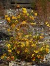 Hibbertia stellaris