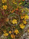 Hibbertia stellaris