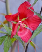 Hibiscus coccineus