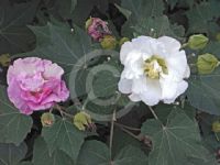 Hibiscus mutabilis Plena