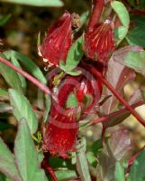 Hibiscus sabdariffa