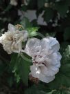 Hibiscus syriacus