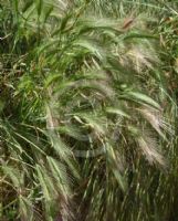 Hordeum murinum