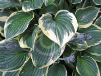 Hosta Fortunei Aureomarginata