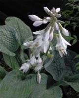 Hosta sieboldiana