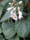 Hosta sieboldiana elegans Elegans