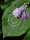 Hosta ventricosa