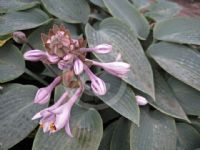 Hosta Halcyon