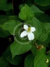 Houttuynia cordata