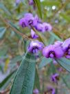 Hovea acutifolia