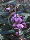 Hovea acutifolia