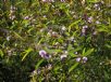 Hovea acutifolia