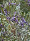 Hovea lanceolata