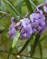 Hovea longifolia