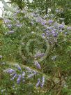 Hovea longifolia