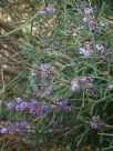 Hovea rosmarinifolia