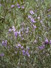 Hovea rosmarinifolia