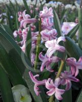 Hyacinthus orientalis