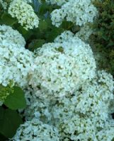 Hydrangea arborescens Annabelle