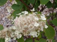 Hydrangea paniculata