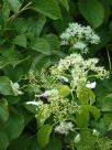 Hydrangea petiolaris