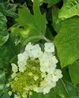 Hydrangea quercifolia