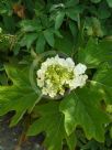 Hydrangea quercifolia