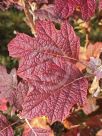 Hydrangea quercifolia