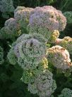 Sedum Autumn Joy